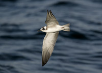American Black Tern Chlidonias niger surinamensis