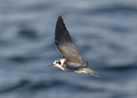 American Black Tern Chlidonias niger surinamensis