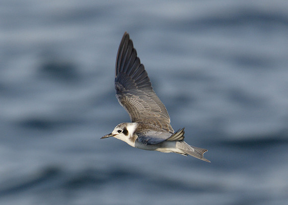 American Black Tern Chlidonias niger surinamensis