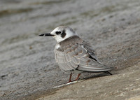 American Black Tern Chlidonias niger surinamensis