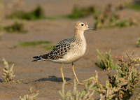 Buff-breasted Sandpiper Donna Nook Set 2006