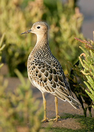 Buff-breasted Sandpiper Tryngites subruficollis