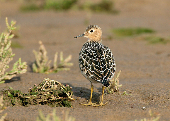 Buff-breasted Sandpiper Tryngites subruficollis