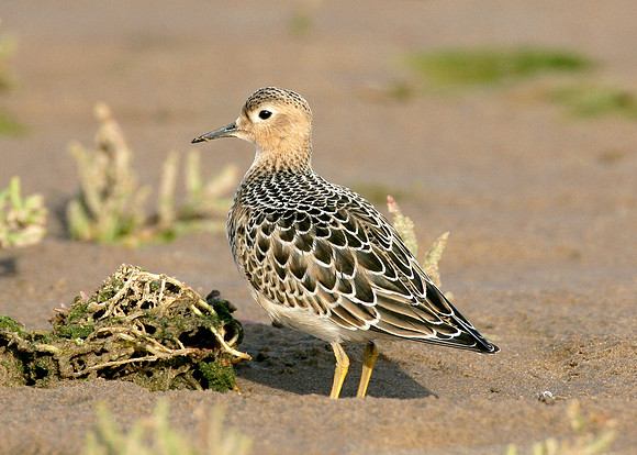 Buff-breasted Sandpiper Tryngites subruficollis