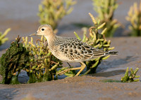 Buff-breasted Sandpiper Tryngites subruficollis