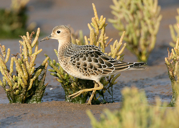 Buff-breasted Sandpiper Tryngites subruficollis