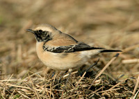 Desert Wheatear Oenanthe deserti