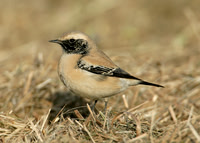 Desert Wheatear Burniston, N Yorks Dec 2007