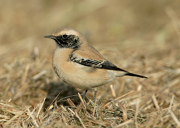 Desert Wheatear Oenanthe deserti