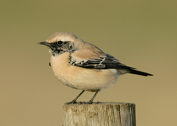 Desert Wheatear Oenanthe deserti