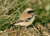 Desert Wheatear Oenanthe deserti