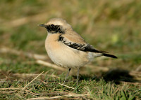 Desert Wheatear Oenanthe deserti