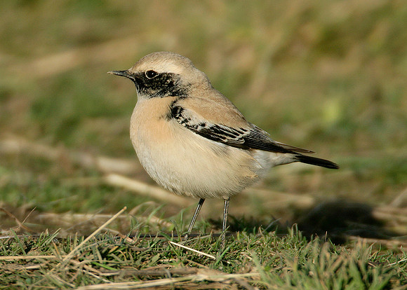 Desert Wheatear Oenanthe deserti