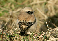 Desert Wheatear Oenanthe deserti