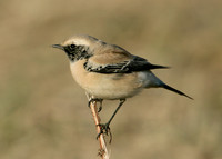 Desert Wheatear Oenanthe deserti