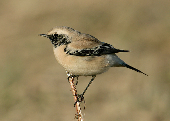 Desert Wheatear Oenanthe deserti