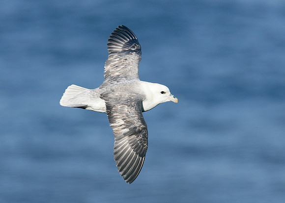 Fulmar Fulmaris glacialis