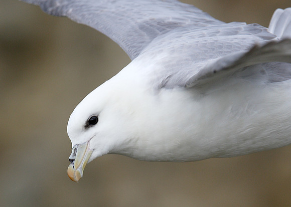 Fulmar Fulmaris glacialis