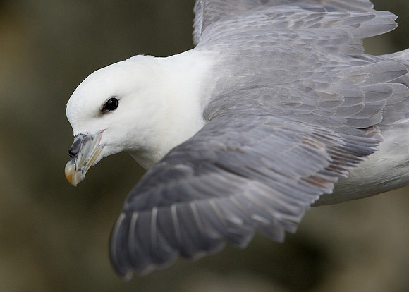 Fulmar Fulmaris glacialis