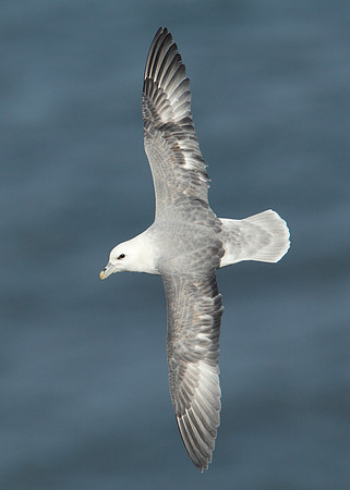 Fulmar Fulmaris glacialis