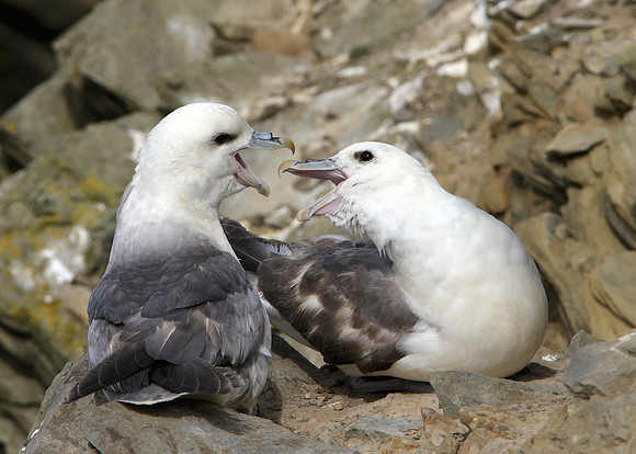 Fulmar Fulmaris glacialis