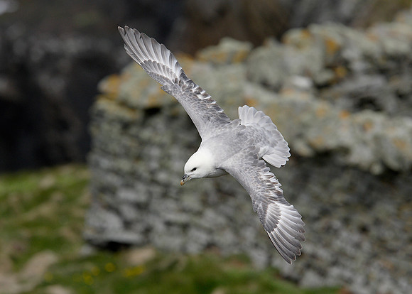Fulmar Fulmaris glacialis