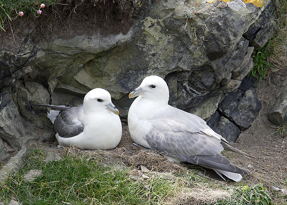 Fulmar Fulmaris glacialis