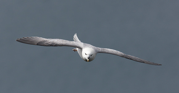 Fulmar Fulmaris glacialis