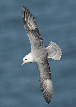 Fulmar Fulmaris glacialis