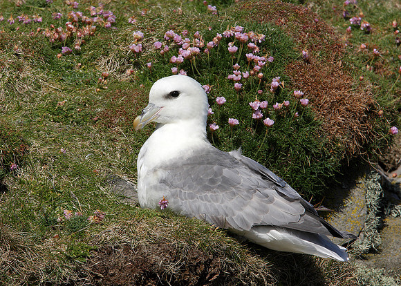 Fulmar Fulmaris glacialis