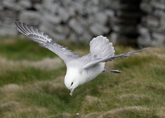 Fulmar Fulmaris glacialis