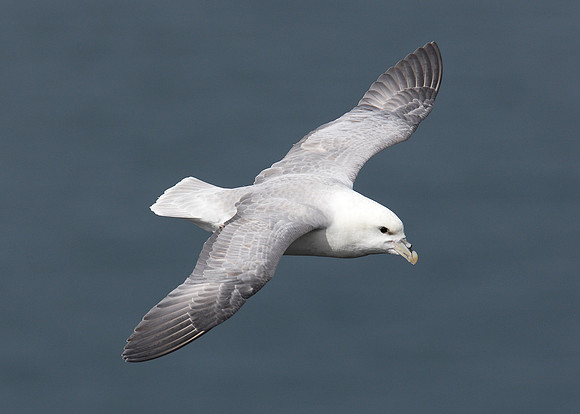 Fulmar Fulmaris glacialis