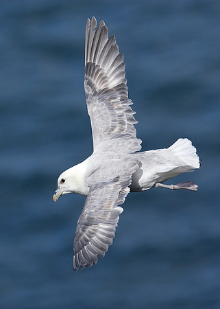 Fulmar Fulmaris glacialis