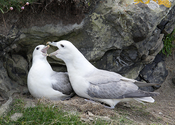 Fulmar Fulmaris glacialis