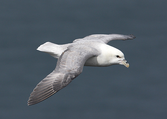 Fulmar Fulmaris glacialis