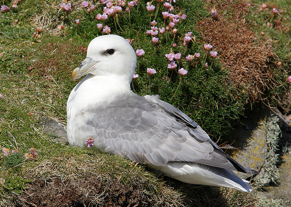 Fulmar Fulmaris glacialis