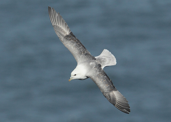 Fulmar Fulmaris glacialis