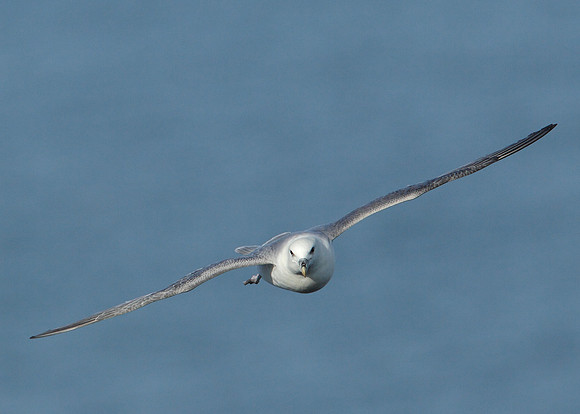 Fulmar Fulmaris glacialis