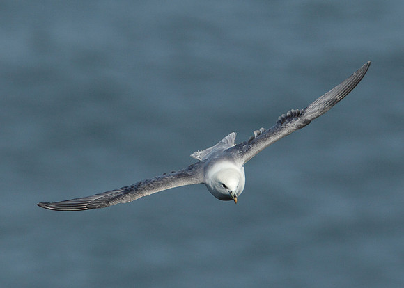 Fulmar Fulmaris glacialis