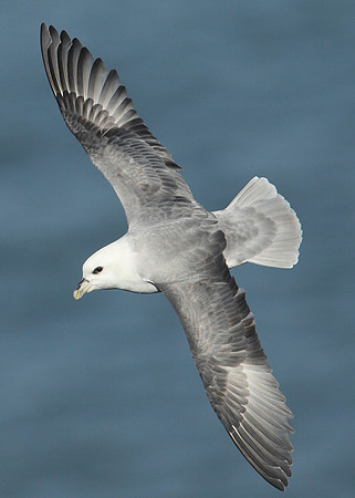 Fulmar Fulmaris glacialis