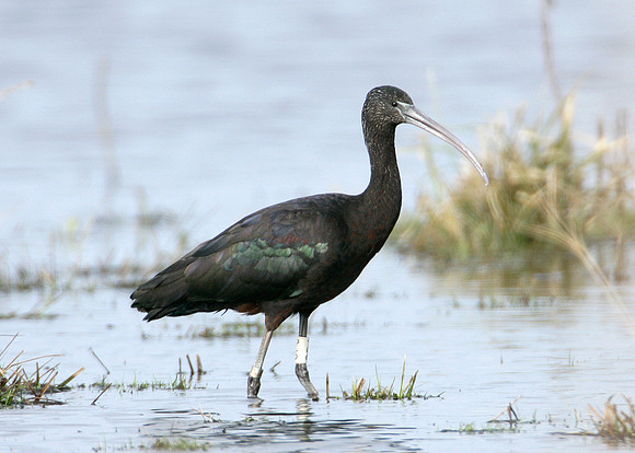 Glossy Ibis Plegadis falcinellus