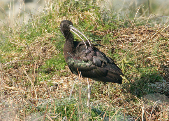 Glossy Ibis Plegadis falcinellus