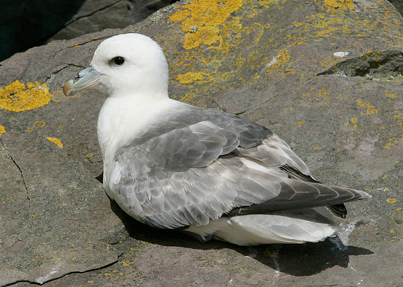 Fulmar Fulmaris glacialis