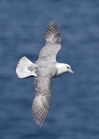 Fulmar Fulmaris glacialis