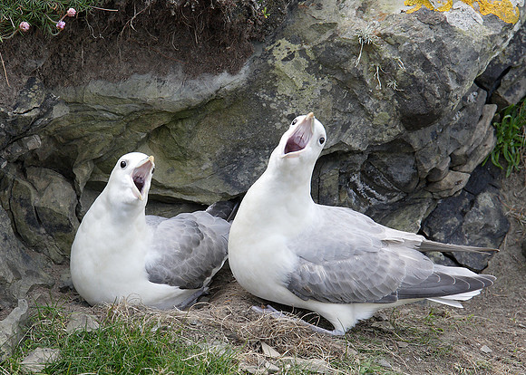Fulmar Fulmaris glacialis