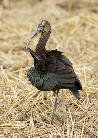 Glossy Ibis Plegadis falcinellus