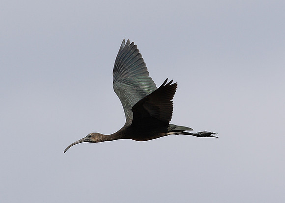Glossy Ibis Plegadis falcinellus