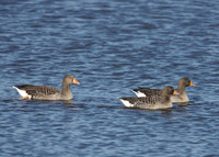 Greylag Goose Anser anser