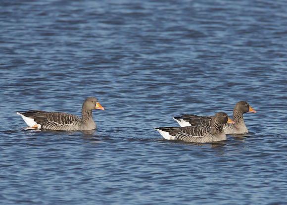 Greylag Goose Anser anser