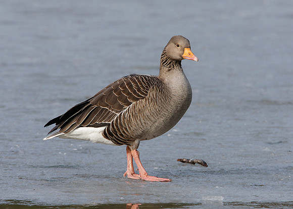 Greylag Goose Anser anser